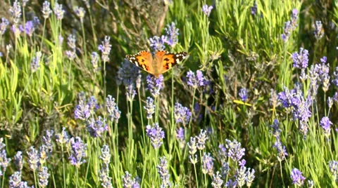 Butterfly, grass, flowers Video stock 37179998