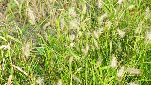 Butterfly in the grass flying empty mirror Stock Footage 210845194