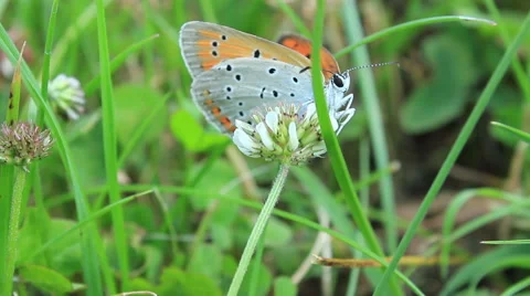 Butterfly in grass 스톡 동영상 52547577