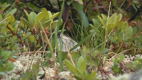 Butterfly in the grass Vídeo Stock 83697725