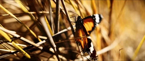 Butterfly in Grass Video stock 154777155