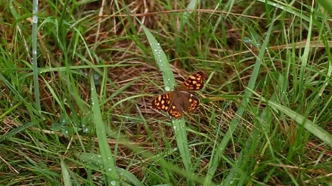 Butterfly in the grass Video stock 164379945