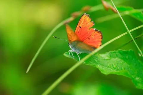 Butterfly on grass Stock Photos