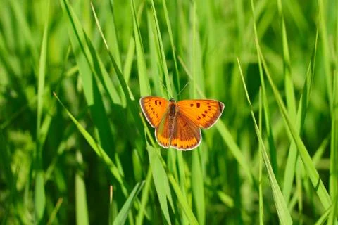Butterfly on grass Stock Photos