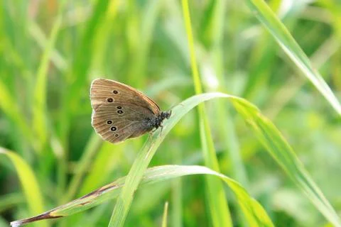 Butterfly on the grass Stock Photos