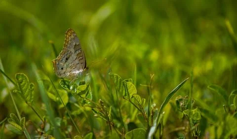 Butterfly in the grass. Stock Photos