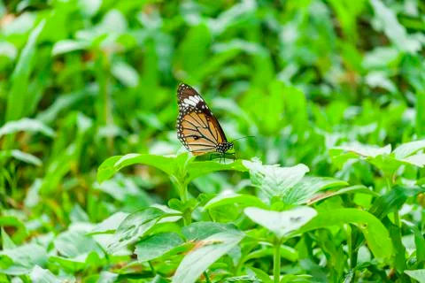 Butterfly on the grass 스톡 사진