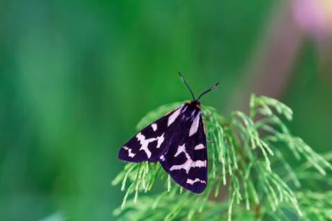 Butterfly on the grass Stock Photos