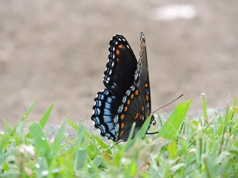 A Butterfly in the grass Stock Photos