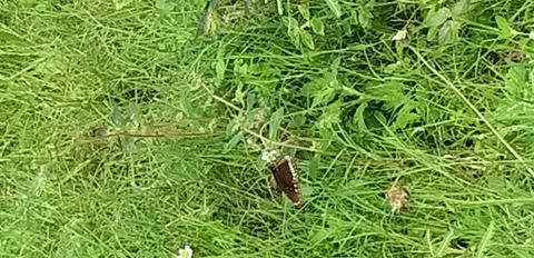 A butterfly on the grass Stock Photos