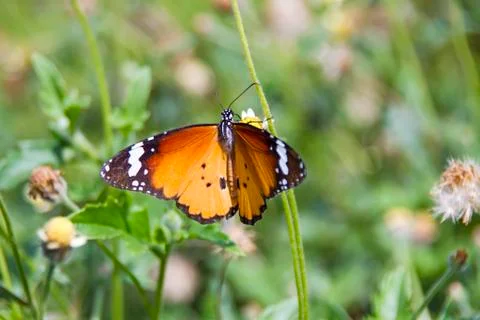 Butterfly in Grass Stock Photos