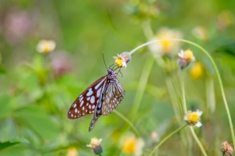 Butterfly in Grass Stock Photos