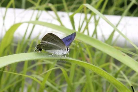 Butterfly on grass	 Foto stock