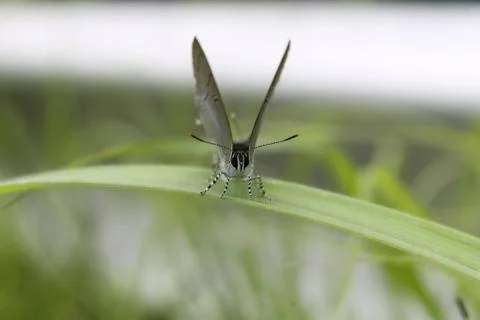 Butterfly on grass	 Foto stock
