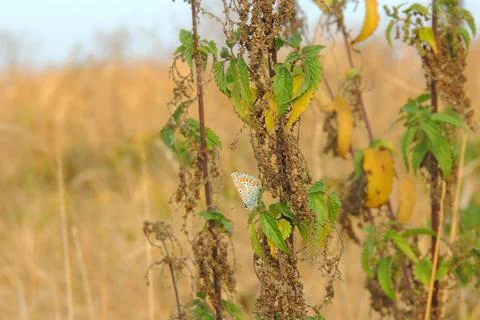 Butterfly on the grass Stock Photos