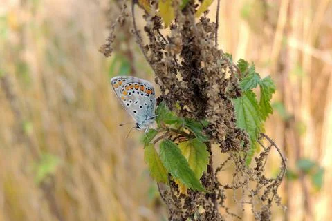 Butterfly on the grass Stock Photos