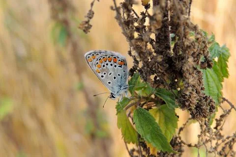 Butterfly on the grass Foto stock