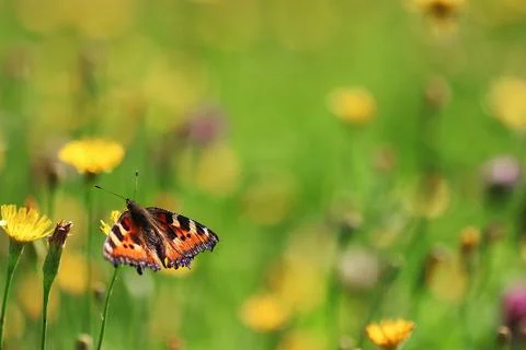 Butterfly on grass Stock Photos