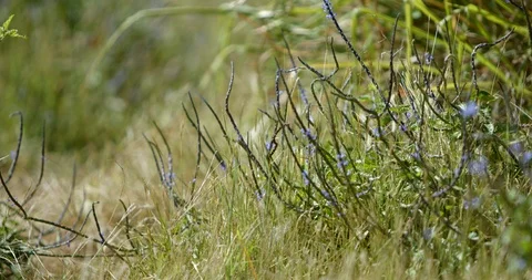 Butterfly in grass shallow depth of field, lameshur bay, st John Stock Footage 86653445