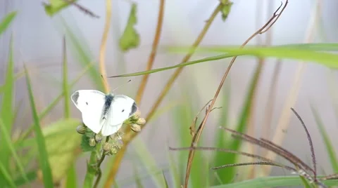 Butterfly on the grass shoot Stock Footage 60051262
