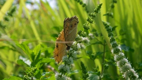 Butterfly on grass, Slow motion of butterfly in the flowers garden, Stock Footage 342742889
