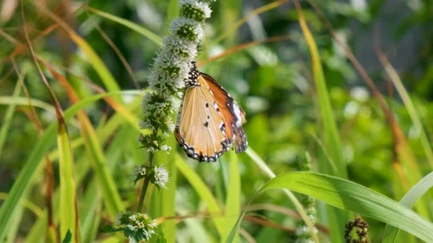 Butterfly on grass, Slow motion of butterfly in the flowers garden, Stock Footage 342743157