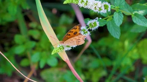 Butterfly on grass, Slow motion of butterfly in the flowers garden, Stock Footage 342743224