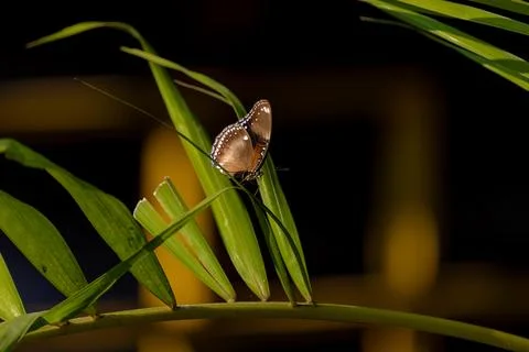 Butterfly on the grass1 Stock Photos