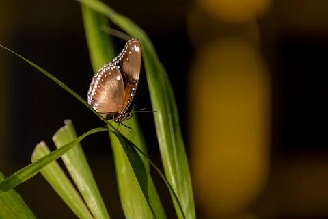 Butterfly on the grass3 Stock Photos