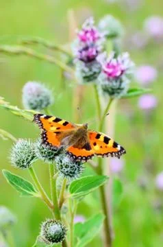 Butterfly on great burdock Stock Photos