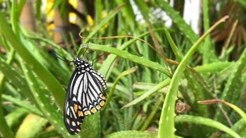 Butterfly on green aloe Stock Footage 219199136