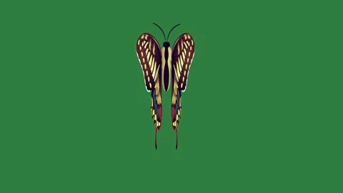 A butterfly on green background and screen 動画素材 336971069