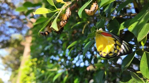 Butterfly in a Green Canopy 스톡 동영상 324561322