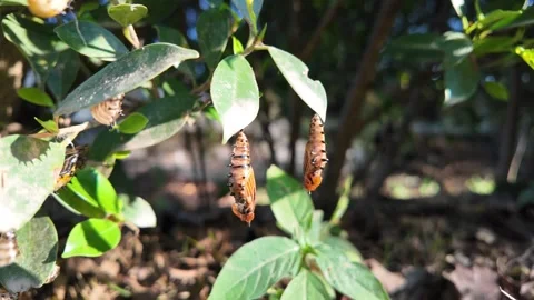 Butterfly in a Green Canopy Stock Footage 324561325