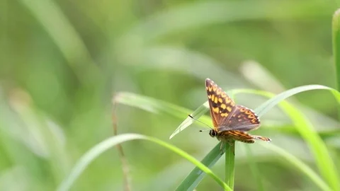 Butterfly in green field 스톡 동영상 79532314