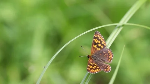 Butterfly in green field 스톡 동영상 79532320