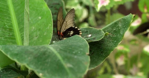 Butterfly on Green Leaf and flying Macro Slow motion Close up Stock Footage 94564464