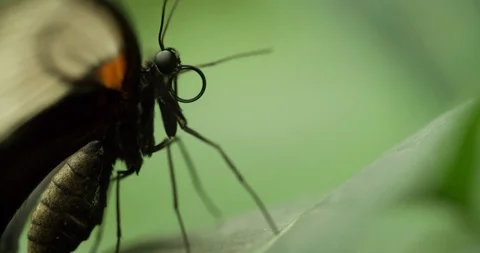 Butterfly on Green Leaf and flying Extremely Macro Close up 4K Stock Footage 94581482