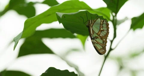 Butterfly on Green Leaf Extremely Macro Close up insect 4K Stock Footage 94567516