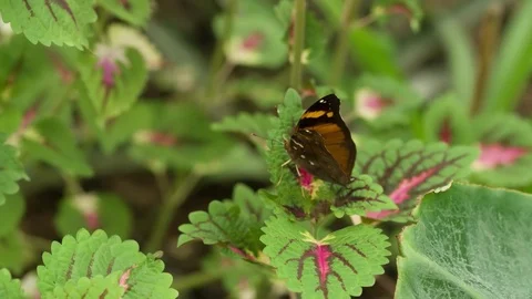 Butterfly on Green Leaf Flying Macro Slow Motion Close up Stock Footage 94582351