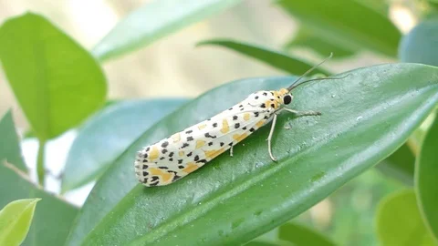 Butterfly on green leaf. 库存影片 113704264