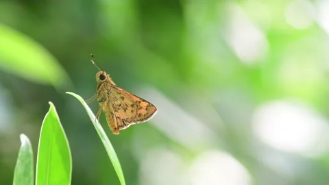 Butterfly on green leaf Stock Footage 160185565