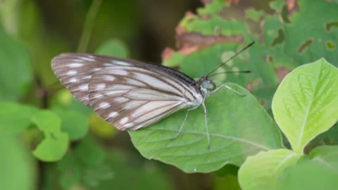 Butterfly on green leaf macro Stock Footage 319930228