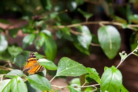 Butterfly on the green leaf Stock Photos