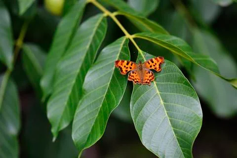 Butterfly on a green leaf Stock Photos