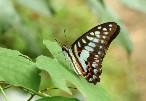 Butterfly on green leaf Stock Photos