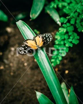 Butterfly on a green leaf Stock Photos