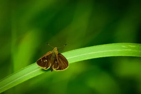 Butterfly on green leaf Stock Photos