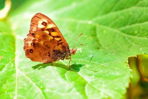 Butterfly on green leaf in springtime Stock Photos