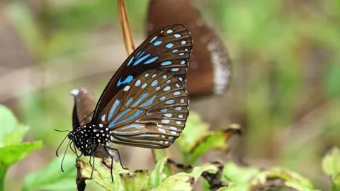 Butterfly  on green leaf of tree plant Stock Footage 160192755